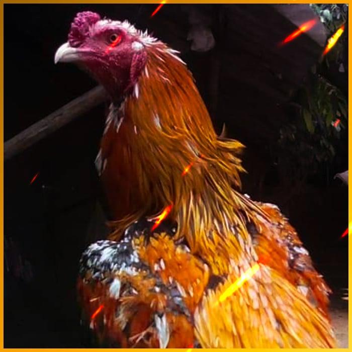 สล็อต ทรูวอลเล็ต เว็บตรง ฝากถอน ไม่มีขั้นต่ำ เล่นง่ายได้เงินจริง